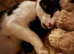 5 LOVING KITTENS- CONFIDENT, GENTLE & FAMILY FRIENDLY