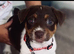 KC Jack Russell stud