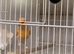 2025 harlequin canary male sing all day