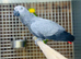 African grey talking parrot