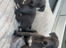 Stunning kc Whippet puppies