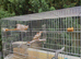 Cock and hen zebra finches