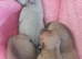 full bred chihuahua pups!