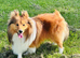 Beautiful handsome sable boy available for stud