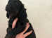 1 last cockerspaniel pup