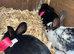 Baby english rabbits