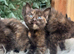 FLUFFY TORTIE FEMALE KITTENS 2 LEFT