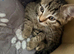 4 beautiful kittens looking for their forever homes