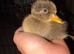 9 xindian runner ducklings