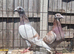 Racing pigeons for sale