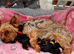 Yorkshire terrier puppy's for sale > 1 girl < > 1 boy <
