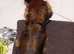 Long haired kc registerd red dashound boy