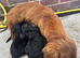 Miniature long hair dachshund puppies