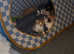 Cute Ginger Kittens Looking for Their Forever Family