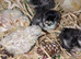 Day old chicks perfect for a broody hen bantums hybrids and a silky