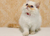 REDUCED Beautiful Red Point Persian Cats Looking for Their Forever Homes