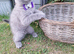 Pure breed Scottish Fold kittens for sale