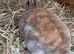 Stunning Mini Rex buck