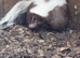 Male and female pair of skunks