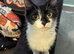 1 kitten left! Ready for new home now