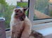 Seal Linx Ragdoll Female for sale.
