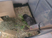 Guinea pigs for sale