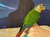 Hand reared tame yellowsided gcc (6)