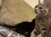 Grey tabby American shorthair