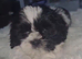Shih Tzu puppies for sale