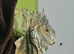Green iguana