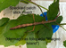 Various stick insect and leaf insect eggs - Several species - Delivery possible
