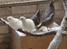 2026 California Quail. Cambridge.