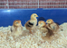 Road island red bantam chicks.