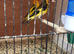 Pair of siberian goldfinches