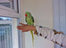 Super Tamed Alexanderian baby parrot