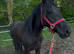 14.1 mare Welsh D X Fell