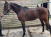 15.2 4 yr old TB gelding