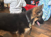 4 month old long hair German shepherd boy