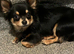 ️ LOVING HOME WANTED FOR A SPECIAL LONG-HAIRED CHIHUAHUA ️