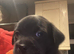 Labrador cross drug ( frenchie x pug