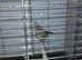Silver Bill