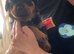 Rottweiler puppies