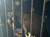 Myna Bird