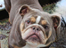 English bulldog