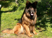 STUD KC REG, LARGE LONG HAIRED GSD