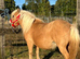 Imphs registered mare