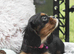 Fully Health Tested KC Cavalier King Charles Spaniel Puppies