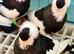 top quality feligazer tumpler pigeons available