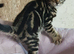 Bengal cross kittens