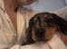 Miniature dachshund puppy.